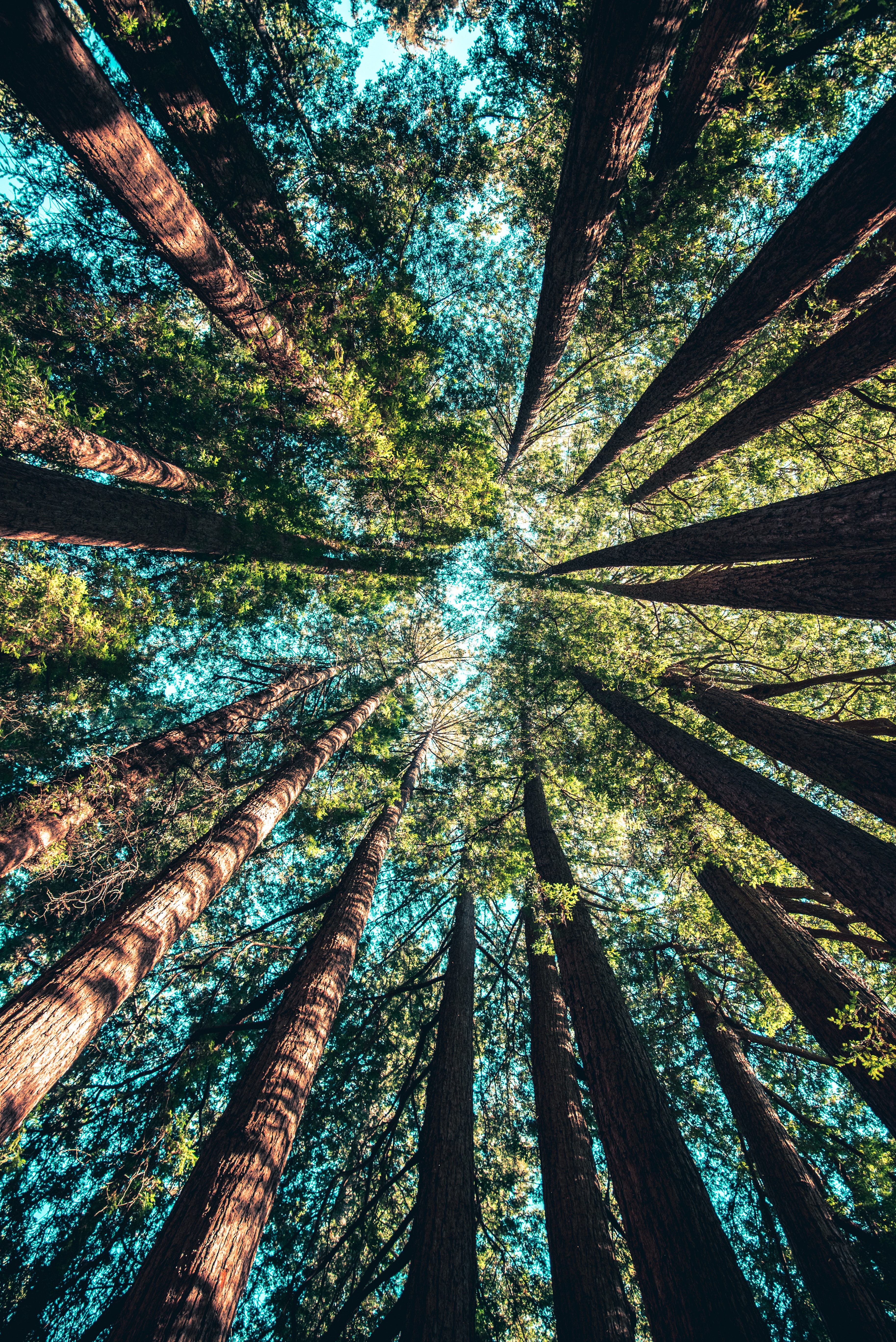 sequoia-trees-image